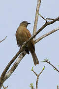 Plain Honeyeater