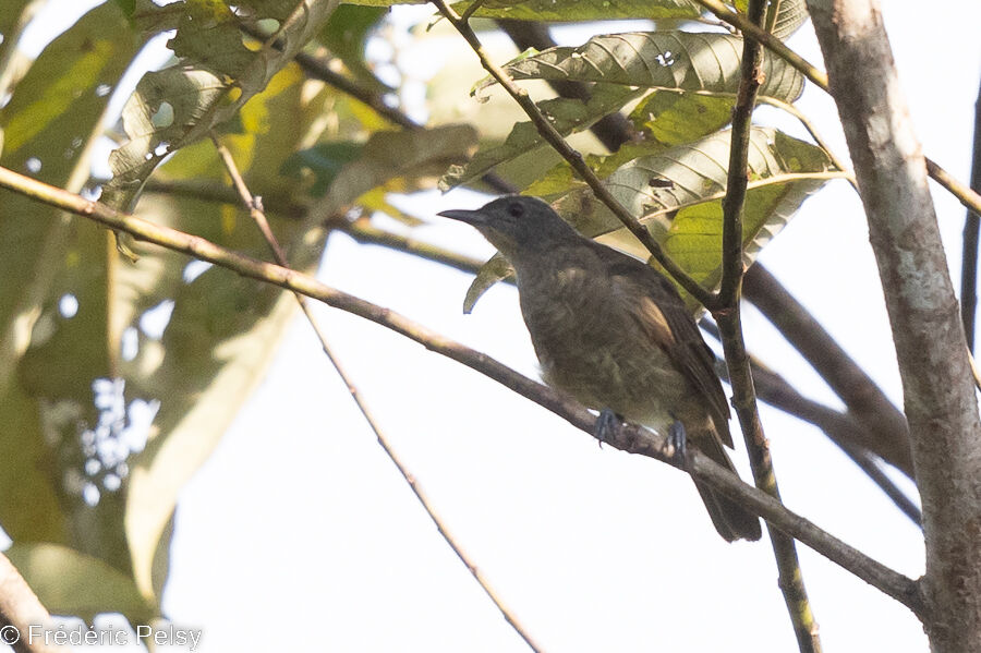 Plain Honeyeater