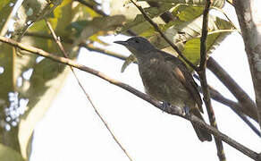 Plain Honeyeater