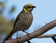 Yellow-plumed Honeyeater