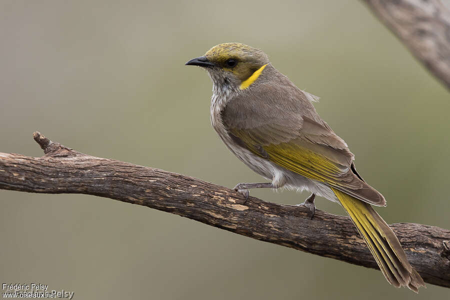 Yellow-plumed Honeyeater, identification