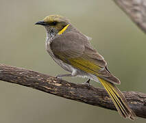 Yellow-plumed Honeyeater