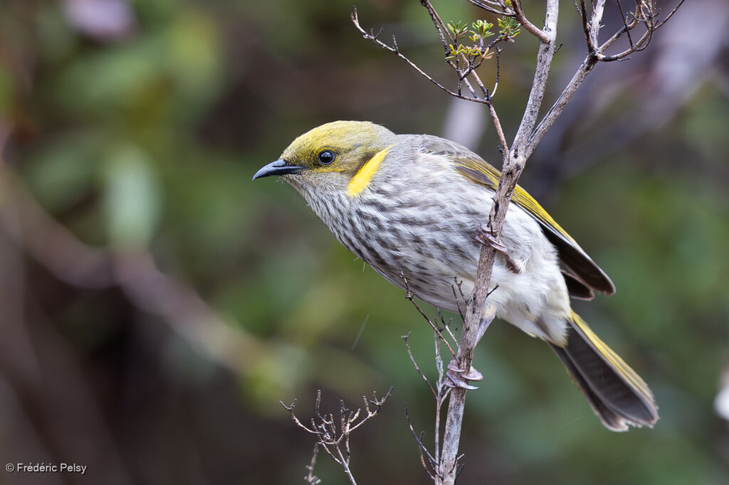 Yellow-plumed Honeyeater