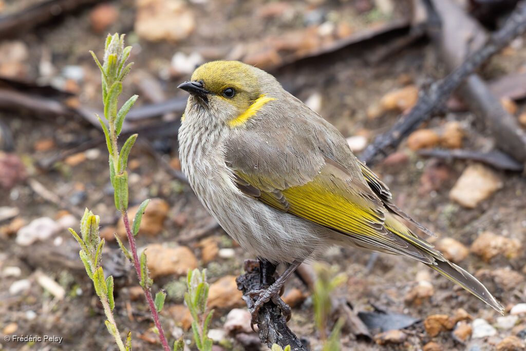 Yellow-plumed Honeyeater