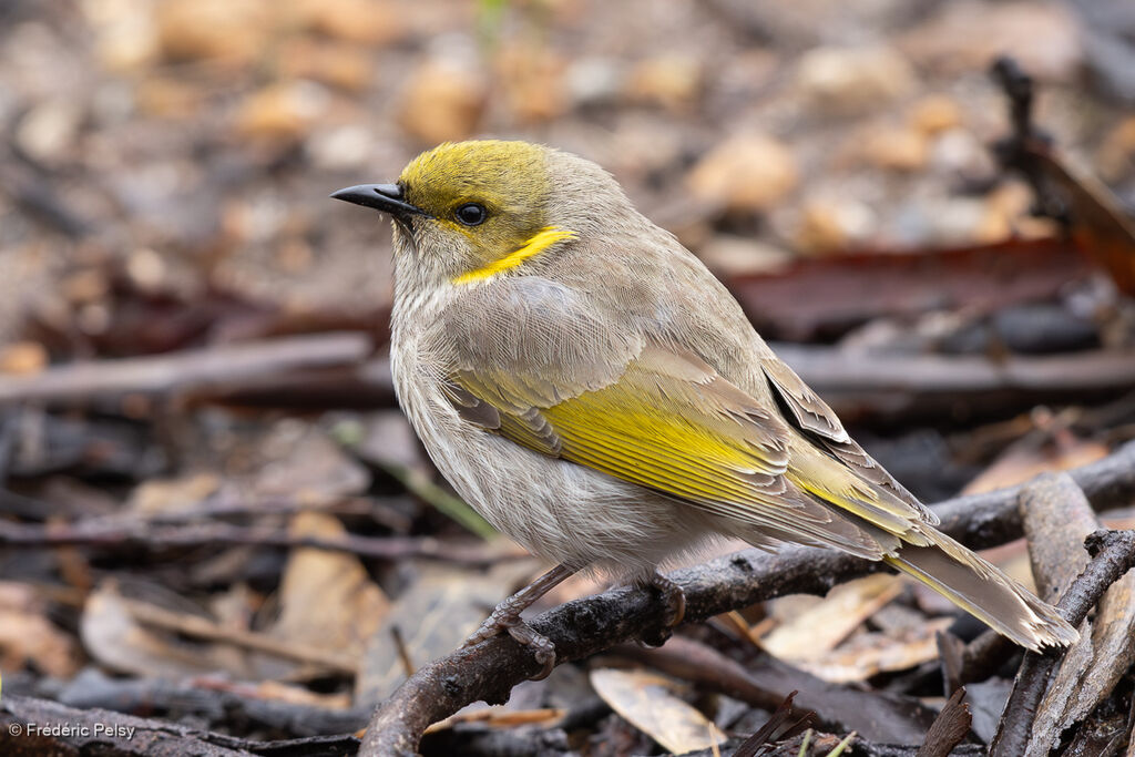 Yellow-plumed Honeyeater