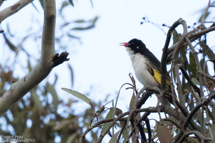 Painted Honeyeateradult, song