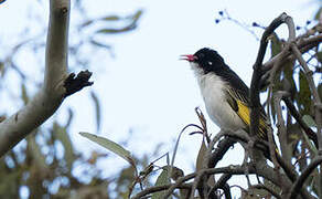 Painted Honeyeater