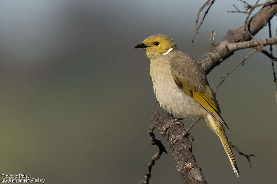 White-plumed Honeyeateradult, identification