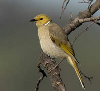 White-plumed Honeyeater