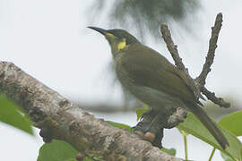 Mimic Honeyeater