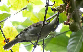 Mimic Honeyeater