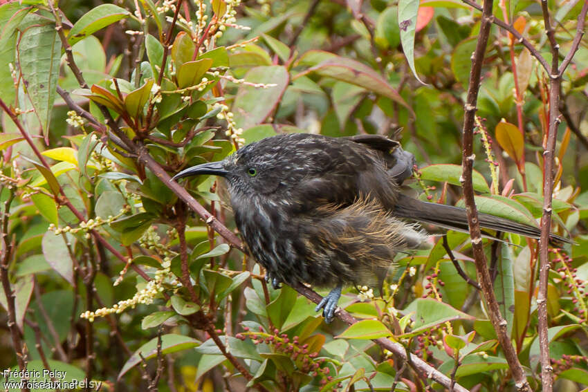 Grey-streaked Honeyeateradult, identification