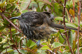 Grey-streaked Honeyeater