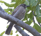 Méliphage unicolore