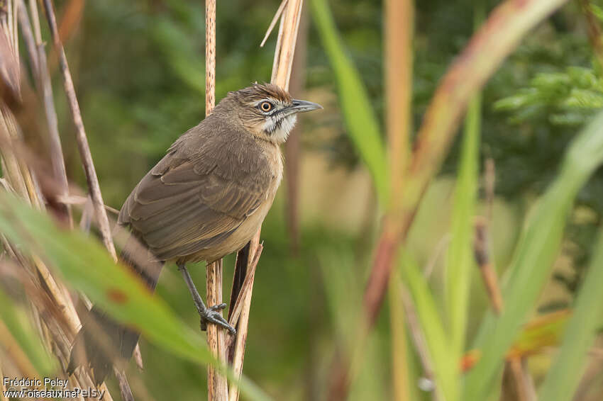 Mélocichle à moustachesadulte, identification