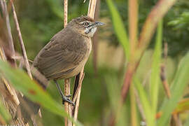 Moustached Grass Warbler