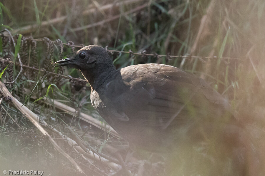 Superb Lyrebird