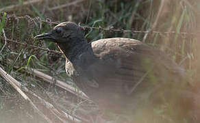 Superb Lyrebird