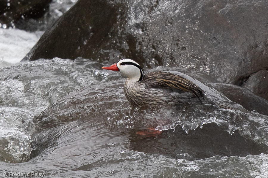 Torrent Duck male adult