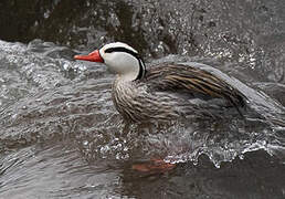 Torrent Duck