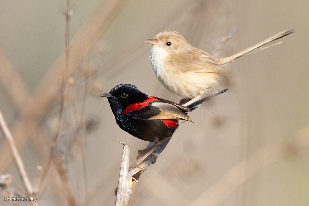 Mérion à dos rouge