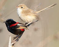 Mérion à dos rouge