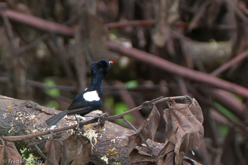 White-shouldered Fairywrenadult