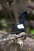 White-shouldered Fairywren