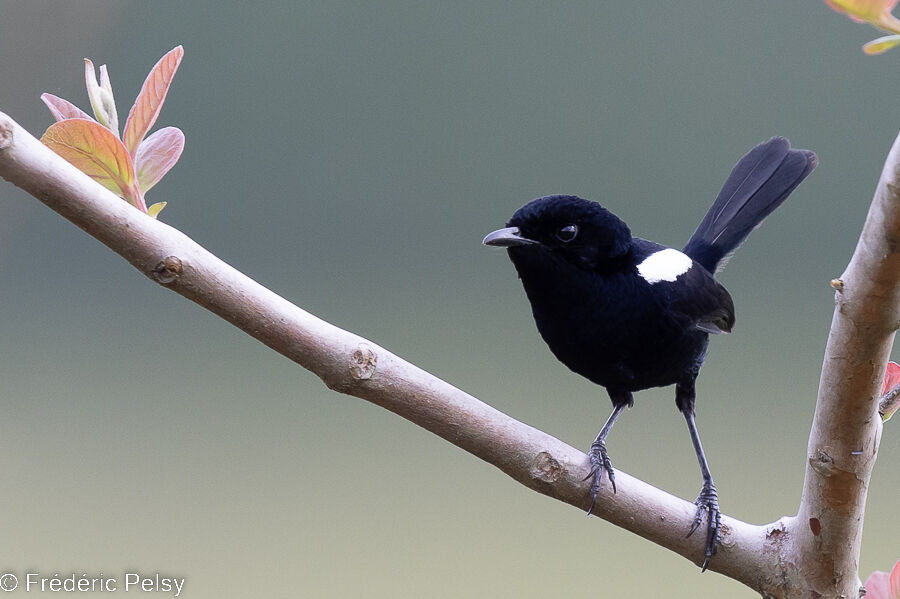 White-shouldered Fairywren