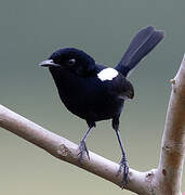 White-shouldered Fairywren