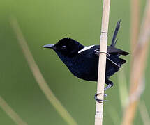 White-shouldered Fairywren