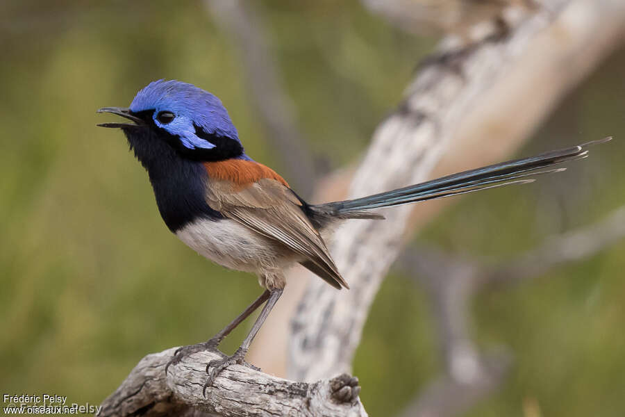 Blue-breasted Fairywren male adult, identification