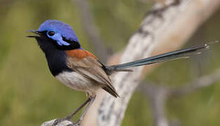 Blue-breasted Fairywren