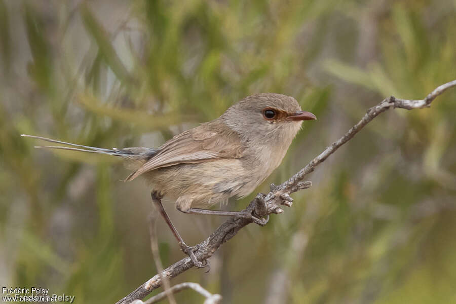 Blue-breasted Fairywren female adult, identification