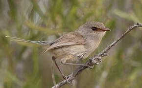 Blue-breasted Fairywren