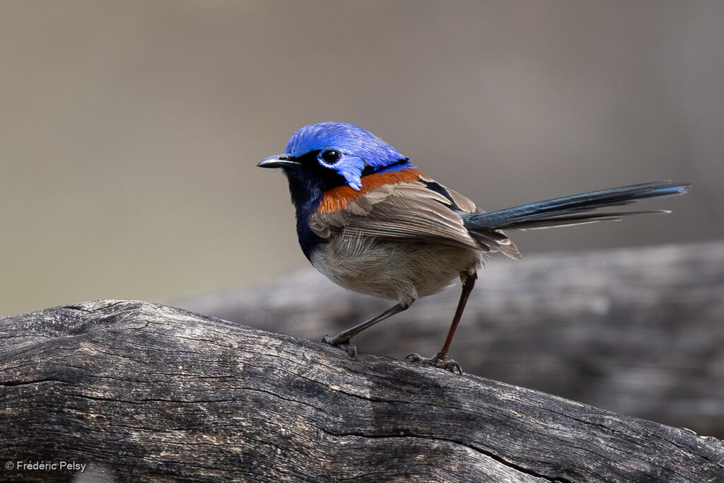 Blue-breasted Fairywren male
