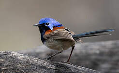 Mérion à gorge bleue