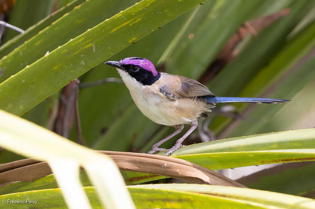 Mérion couronné mâle adulte