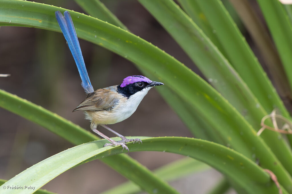 Mérion couronné mâle adulte