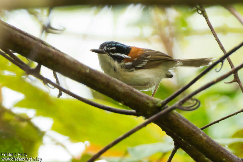 Wallace's Fairywren male adult