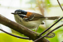 Wallace's Fairywren