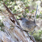 Mérion élégant