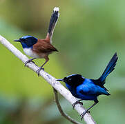 Emperor Fairywren