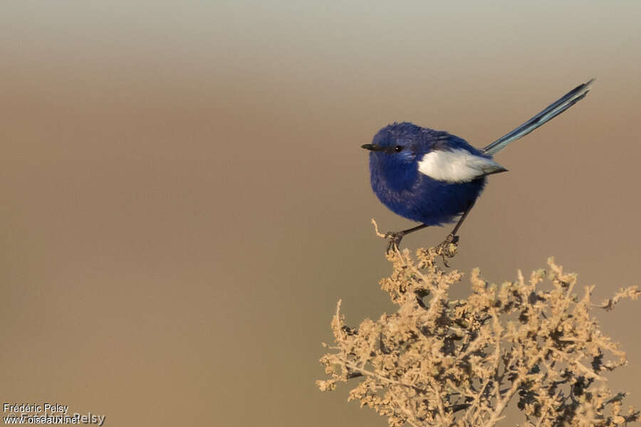 White-winged Fairywren male adult, identification