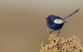 White-winged Fairywren