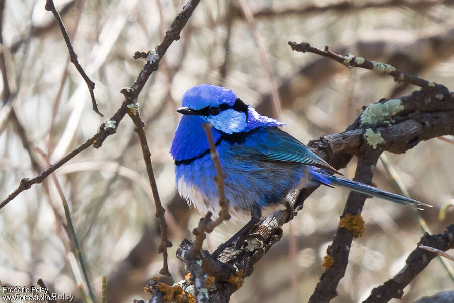 Splendid Fairywren male adult, habitat