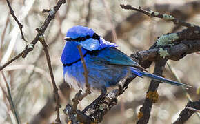 Splendid Fairywren