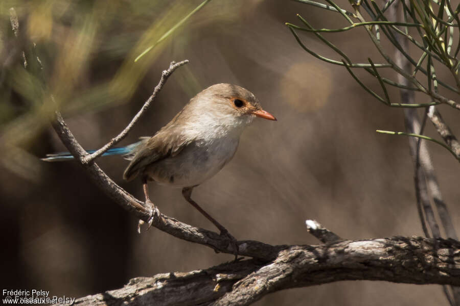 Splendid Fairywren female adult, identification