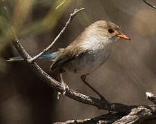 Splendid Fairywren