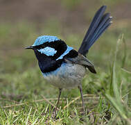 Superb Fairywren